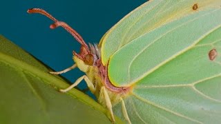 Gonepteryx rhamni  Latolistek cytrynek  Zitronenfalter  Brimstone [upl. by Roseanne]