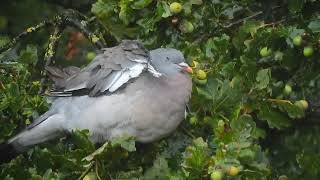 Duif in de Regen in de Boom [upl. by Charlotta]