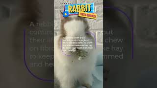 Rabbit Facts  Teeth Growth Petdedicated [upl. by Seafowl]