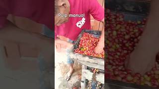 Pulping manual fruit kopiindonesia arabika [upl. by Elna]