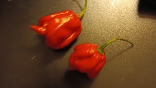 Carolina Reapers 🔥 X2 by Imnobodyspecial [upl. by Skelly400]