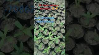 Macadamia plant are available short videobamboofarming agriculture [upl. by Yak]