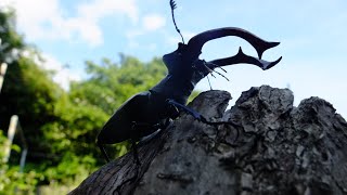 Lucanus cervus cervus  Stag Beetle  Hirschkäfer [upl. by Asemaj998]