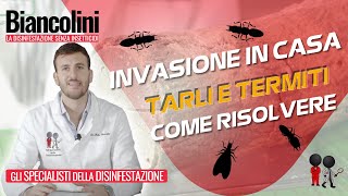 ⚠️​😢Tarli e Termiti gli insetti del legno che invadono le case⚠️​😢 [upl. by Ahsakal]