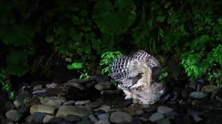 Blakistons Fish Owl  Catching fish [upl. by Aicilehp]