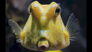 Longhorn cowfish 🐡 [upl. by Nashbar146]