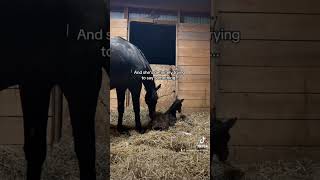 So did you get it right foal horse equestrian viral baby newborn babyhorse bodylanguage [upl. by Hailee]