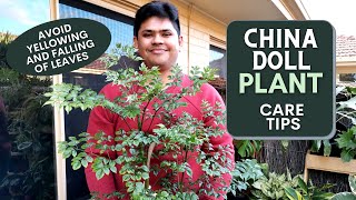 China Doll Plant Care Tips  Avoid Falling and Yellowing of Leaves [upl. by Januarius]