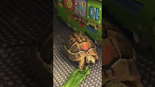 Tortoise 🐢 yawning 🥱 yawning tortoise tortoiseyawning [upl. by Sirraj]