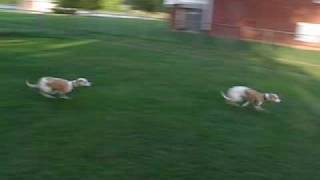 Crazy Running Whippets [upl. by Asilana]