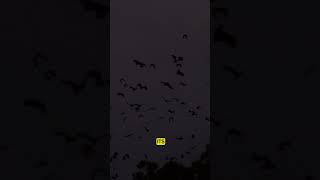 How Do Bats Use Echolocation Natures Nighttime Navigators facts bats shorts [upl. by Kayne482]