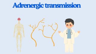 General physiology Adrenergic transmission ❤️ [upl. by Gish]