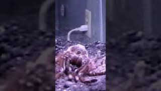 Goliath Birdeater 25YearOld Tarantula TimeLapse Shedding Video 112002 [upl. by Ynalem]