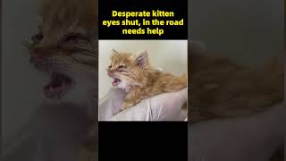 Desperate kitten eyes shut in the road needs help kitten RescueCat animalshelter [upl. by Capp]