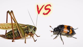 Серый Кузнечик vs Жук Могильщик Wartbiter Katydid vs Burying Beetle [upl. by Danaher]