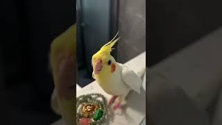 Cute Cockatiel Sings Adorable Cookie Song  Cockatiels Craze [upl. by Natye]