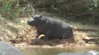 Hippo relaxing in the water [upl. by Ecyle]