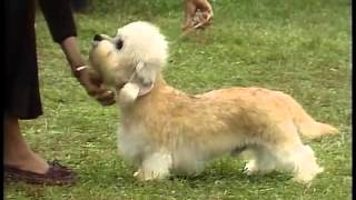 Dandie Dinmont Terrier  AKC Dog Breed Series [upl. by Oinotna]