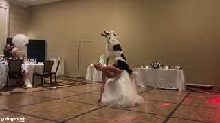 AGT Finalists Sara Carson amp Heros Special Dance Routine For Her Wedding Day  Dogtooth Media [upl. by Arrak953]