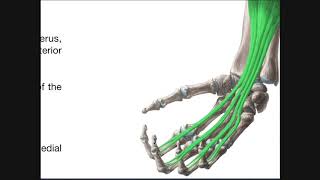 Anterior Forearm Muscles  Deep Layer  Review of Superficial Layer [upl. by Gayel]