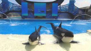 SeaWorld One Ocean Full Show DVD Version [upl. by Aserahs]