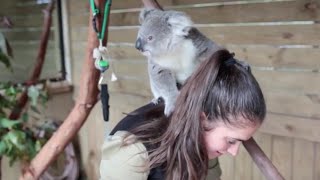 The moment this baby koala climbs up and cuddles cameraman 2 Additional Footage [upl. by Rahr]