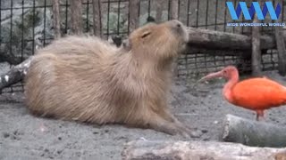 CAPYBARA being FRIENDS with other ANIMALS 😍😍 [upl. by Samul]