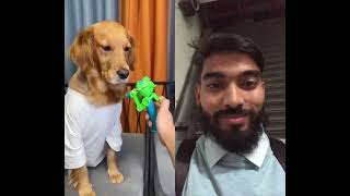 Funny dog reaction dog puppy pets funny cute cat duet doglover funnydoglover [upl. by Eledoya599]