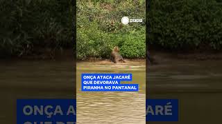 Onça ataca jacaré que devorava piranha no Pantanal 📲 RecordNews [upl. by Ahtael430]