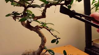 Fukien Tea Bonsai Work [upl. by Katonah]