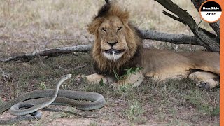 KING COBRA  Worlds Deadliest Venom Milking [upl. by Dougie]