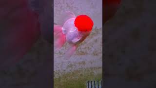 Redcap Goldfish goldfish redcapgoldfish redcap fyp viralvideo [upl. by Dduj234]