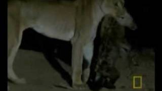 Lion Attack to Hyena and Killed Safari Videos [upl. by Yerffeg]