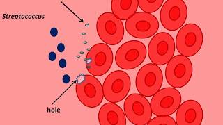 virulence factor of streptococcus [upl. by Enaira]