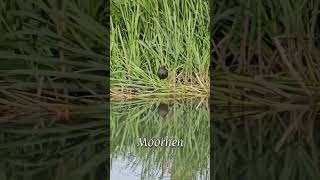 Moorhen moorhen nature canal birds [upl. by Evey]