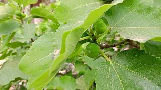 Fig flies pollinate ذباب التين الباكور يلقح التين الانثى شاهد العملية [upl. by Eiramait]