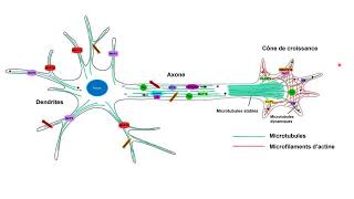 Lorganisation des microtubules et des microfilaments dactine dans les neurones [upl. by Akemak]