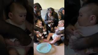 Chimpanzee changes babys diaper [upl. by Amme]