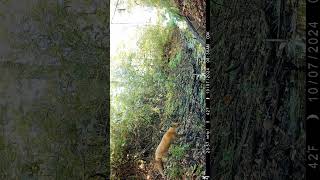 trail camera shorts wildlife trailcamactivity deer [upl. by Ttezil]