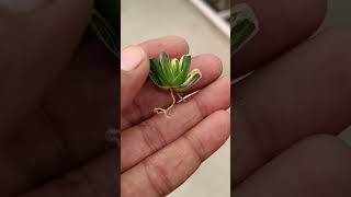 Haworthia maughanii v truncata variegated ☘️ [upl. by Dorene565]