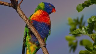 Rainbow lorikeet bird voice for sleep 😴Nature with relaxation [upl. by Adnuhs]