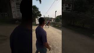 Cavalo 🙂 horse cavalo cavalos amocavalos amocavalo fazenda [upl. by Haliehs130]