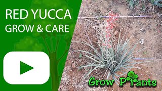 Red Yucca  grow amp care Hesperaloe parviflora [upl. by Yerg]