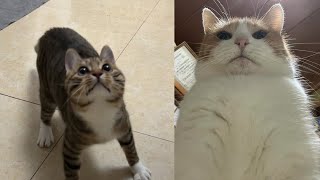 Funny Moments of Cats  Funny Video Compilation  Fails Of The Week 19 [upl. by Ailee]