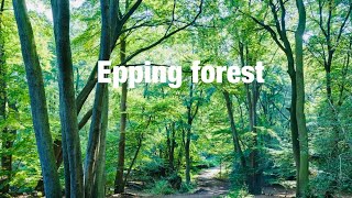 Epping forest  A walk London forest  Essex walk  Epping forest London  Essex Uk [upl. by Betteann443]