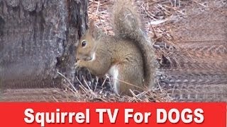 Squirrel TV  A Film For Dogs [upl. by Thayer]