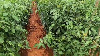 45days 6242 seeds Tomato 🍅 crop under shade net house rvns farming [upl. by Oyr]