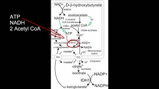 Charging the cells battery with beta hydroxybutyrate [upl. by Atilal]