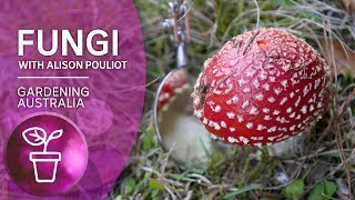 The science and beauty of fungi [upl. by Hsetih]