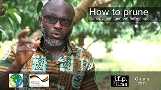 How to prune  Canopy management for mango [upl. by Hoenack]